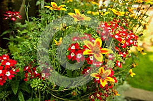 Collection of brightly colored balcony flowers.