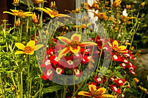 Collection of brightly colored balcony flowers.