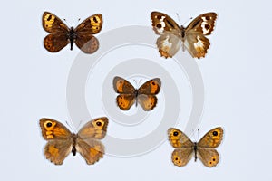 Collection of brown butterflies on white