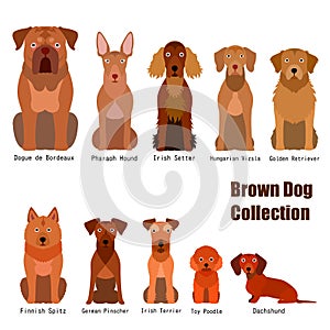 Collection of  brown dog