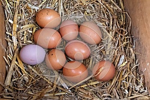 A collection of brown free range chickens eggs and one purple egg waiting to be collected sitting on a bed of straw.