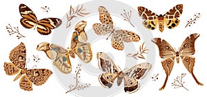 A collection of butterflies and moths painted in brown. The moth is a mystical symbol and talisman.