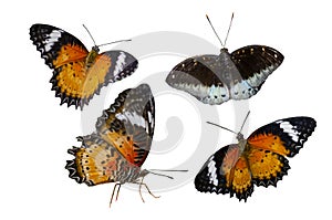 Collection Butterfly spots orange yellow white background Isolate