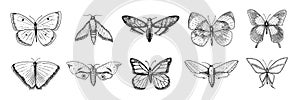 Collection of butterfly or wild moths insects. Mystical symbol or entomological of freedom. Engraved hand drawn vintage