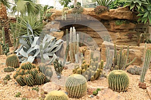 Cacti collection at RHS Wisley photo