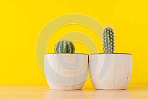 Collection of cacti in white caramic pot on bright yellow background. Sutable cactus for begginers. Domestic gardening