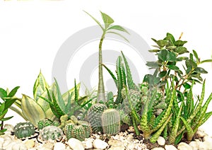 Collection cactus isolated on white background