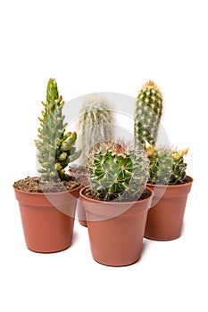 Collection of cactus isolated on white background