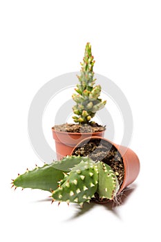 Collection of cactus isolated on white background