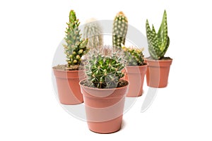 Collection of cactus isolated on white background