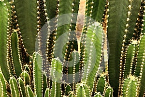 Collection of cactus or succulent green plant, abstract natural pattern background