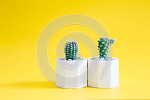 Collection cactus or succulent plants in pots, over yellow background