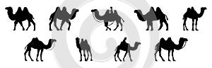 Collection of Camel icon. Camel Silhouette