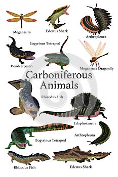 Collection of Carboniferous Animals, Fish and Insects
