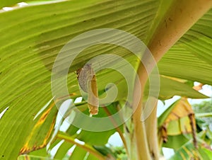 collection of caterpillar nests from banana leaves