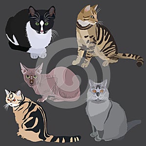 Collection Cats of Different Breeds. Vector cats on gray background