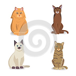 Collection Cats of Different Breeds. Vector isolated cat on white background. Home animal or pets. Fanny kittens faces