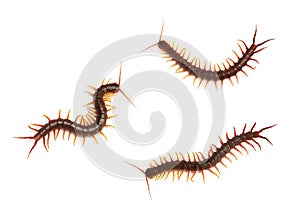 Collection, centipede Scolopendra sp. Giant centipede isolated on white background