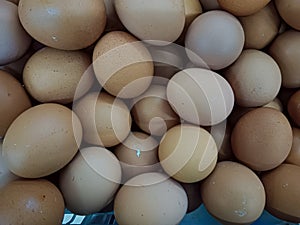 collection of chicken eggs, egg prices fluctuate