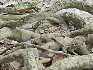 A collection of chopped tree branches and logs arranged in a pile outdoors,