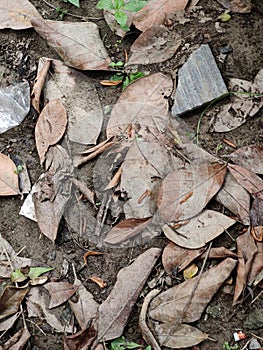 A collection of chopped tree branches and logs arranged in a pile outdoors,