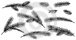 Collection Christmas Fir Tree Branch. New year black silhouette sketch branches set. Firtree, pine. Xmas decoration