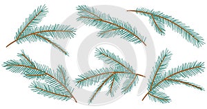 Collection Christmas Fir Tree Branch. New year green sketch branches set. Firtree or pine. Xmas spruce decoration