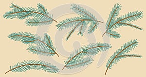 Collection Christmas Fir Tree Branch. New year green sketch branches set. Firtree or pine. Xmas spruce decoration