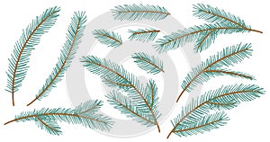 Collection Christmas Fir Tree Branch. New year green sketch branches set. Firtree or pine. Xmas spruce decoration