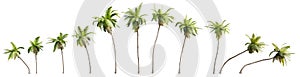 Collection of coconut trees isolated on white background. Realistic 3D render.
