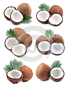 Collection of coconuts