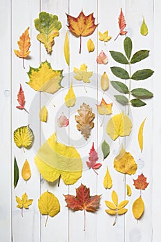 Collection of colorful autumn leafs