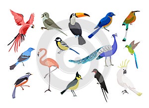 A collection of colorful birds. Beautiful realistic birds.