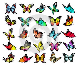 Collection of colorful butterflies, flying in different directions.