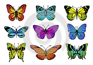 Collection of colorful butterflies. Vector butterfly set.