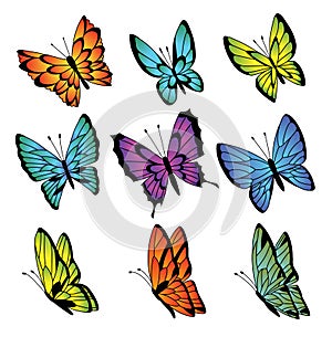 Collection of colorful butterflies. Vector butterfly set.