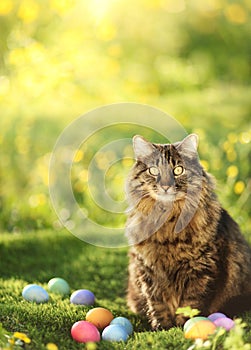 Collection of colorful Easter eggs guarded by cat