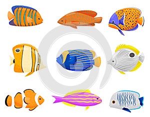 Collection of colorful fish on white background.