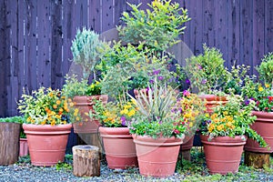 Collection of  colorful flowers and ornamental plants in pots on a corner of town street