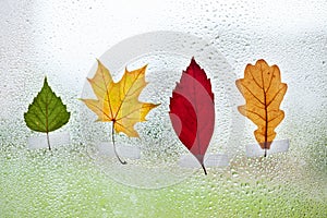 Collection of Colorful leaves on window glass with rain drops in the autumn rainy day, season is fall