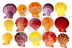 Collection colorful sea shells of mollusk isolated on white background