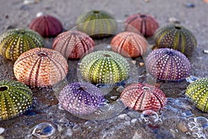A collection of colorful sea urchin shells closeup on wet sand beach