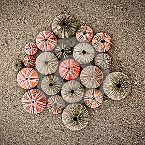 A collection of colorful sea urchin shells on a sandy beach.