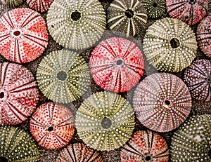 A collection of colorful sea urchin shells on a sandy beach closeup.