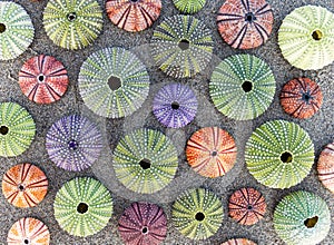 A collection of colorful sea urchin shells on wet sand beach, top view.