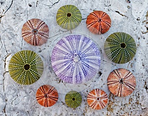 A collection of colorful sea urchin shells on white stone