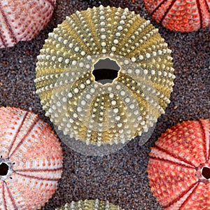 Collection of colorful sea urchins closeup on sand beach