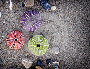 A collection of colorful sea urchins and pebbles on wet sand, filtered image.