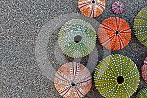 Collection of colorful sea urchins on sand beach