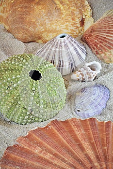 Collection of colorful seashells on sand